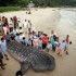 Tubarão-baleia de quase 7 metros morre em praia