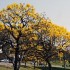 Antes da primavera, flores tomam conta de parques em Curitiba