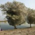 No Paquistão, milhares de aranhas fazem teias em árvores após enchentes