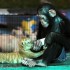 Chipanzé vira babá e da mamadeira a filhote de tigre na Tailândia