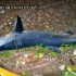 Tubarão é achado em floresta nos EUA