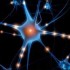 Médicos implantam neurônio criado em laboratório em cérebro de camundongos