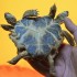 Tartaruga de duas cabeças e seis patas é exposta em museu na Ucrânia