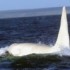 Orca branca foi fotografada pela primeira vez na Rússia