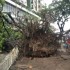 Chuva derruba árvore que atinge vários carros na PB