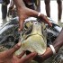 Tartarugas gigantes são encontradas na costa de Mombasa, no Quênia