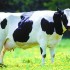 Vacas produzem gás poluente na mesma quantidade de carros?