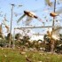 Mudança climática provoca ‘chuva’ de gafanhotos na Argentina
