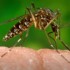 Reino Unido registra 3 casos de zika vírus