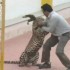Leopardo invade escola na Índia e deixa seis pessoas feridas