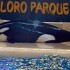 Orca sai de piscina por 10 minutos em “tentativa de suicídio” durante show