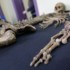 Como ossos de desaparecidos ajudam a recontar a história da ditadura argentina
