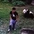 Panda gigante agarra chinês que invadiu jaula para impressionar mulheres