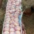 Dezenas de ovos são encontradas em cobra acusada de assassinar e comer bezerro