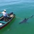 Imagem mostra momento tenso em que pescadores são cercados por tubarão branco