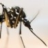 “É quase impossível acabar com o Aedes aegypti”, diz presidente da Fiocruz