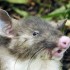 “O rato comeu toda maconha”: polícia culpa roedores por sumiço de 25 kg de droga