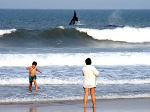 baleias florianopolis