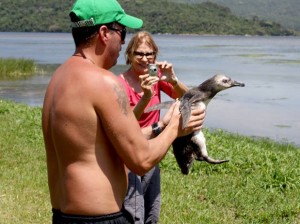 pinguins-na-lagoa-da-conceicao