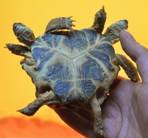 tartaruga-duas-cabecas-seis-patas-dois-coracoes