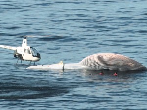 baleia-morta-praia-de-rj