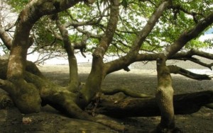 A 'árvore da morte', a mais perigosa do mundo segundo o livro dos recordes