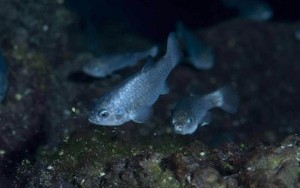 Conheça a criatura mais solitária do planeta, isolada no Buraco do Diabo