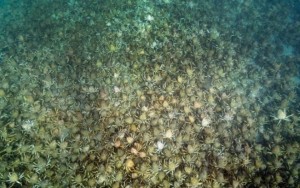 Horda de caranguejos gigantes cobre o fundo do mar na Austrália