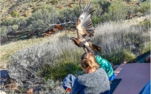 O impressionante momento em que uma águia tenta carregar menino na Austrália
