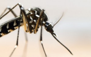 "É quase impossível acabar com o Aedes aegypti", diz presidente da Fiocruz