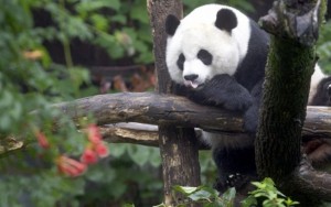 Disfarce? Estilo? Estudo descobre por que os pandas são pretos e brancos