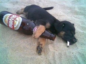 cachorro-bebado