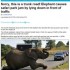 Elefante é flagrado deitado em estrada e causa congestionamento na Inglaterra