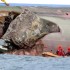 Foram encontrados mais 4 corpos no Costa Concordia
