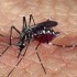 Quatro turistas que visitaram o Brasil são diagnosticados com zika vírus na Itália