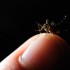 Zika vírus pode ser transmitido por saliva e urina, afirma Fiocruz