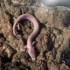 Cientistas monitoram ovos raros de “dragões” em caverna na Eslovênia