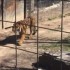 Mulher pula cerca e entra em jaula de tigre para recuperar boné