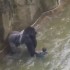 Gorila é sacrificado após atacar criança que invadiu cativeiro em zoológico