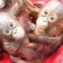 Bebês orangotangos são resgatados dentro de táxi na Tailândia