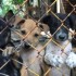 Coreia do Sul fecha maior mercado de carne de cachorro antes de Jogos de Inverno
