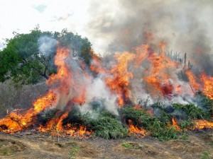 maconhaqueimada