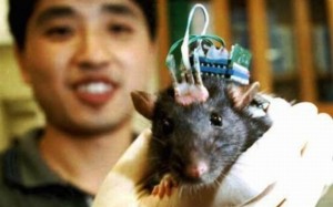 implante-cerebro-testado-em-ratos